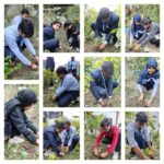 Tree Plantation Program